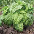 20 Pcs Mammoth Basil Seeds 20 Pcs Mammoth Basil Seeds