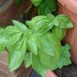 20 Pcs Mammoth Basil Seeds