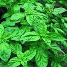 20 Pcs Genovese Basil Seeds