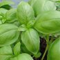 20 Pcs Genovese Basil Seeds