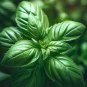 20 Pcs Italian Large Leaf Basil Seeds