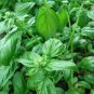 20 Pcs Italian Large Leaf Basil Seeds