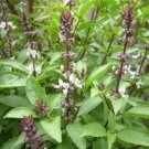 20 Pcs Thai Basil Seeds 20 Pcs Thai Basil Seeds