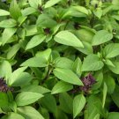20 Pcs Heirloom Thai Siam Queen Basil Seeds 20 Pcs Heirloom Thai Siam Queen Basil Seeds