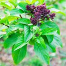 20 Pcs Heirloom Cinnamon Basil Seeds 20 Pcs Heirloom Cinnamon Basil Seeds