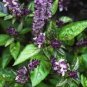20 Pcs Heirloom Cinnamon Basil Seeds