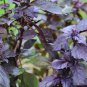 20 Pcs Heirloom Purple Basil (Ocimum Basilicum)