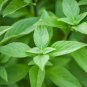 20 Pcs Heirloom Lime Basil (Ocimum Basilicum) Seeds