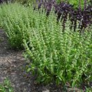 20 Pcs Heirloom Lemon Basil (Ocimum Basilicum citriodorum) Seeds 20 Pcs Heirloom Lemon Basil (Ocimum Basilicum citriodorum) Seeds