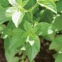 20 Pcs Heirloom Lemon Basil (Ocimum Basilicum citriodorum) Seeds