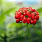 6 Pcs Heirloom Chinese Hardy Panax Ginseng Ashwaganda Seeds