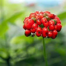 6 Pcs Heirloom Chinese Hardy Panax Ginseng Ashwaganda Seeds