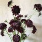 20 Pcs Scabiosa Atropurpurea Black Knight Kings Seeds