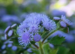 38 Pcs Ageratum 'Blue Ball' Quality Flower
