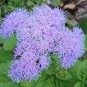 38 Pcs Ageratum 'Blue Ball' Quality Flower