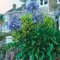 28 Pcs Ageratum Mauritius F1 Seeds