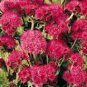 10 Pcs Ageratum Red Sea Seeds