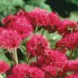 10 Pcs Ageratum Red Sea Seeds