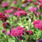 10 Pcs Ageratum Red Sea Seeds