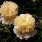 5 Pcs 'Yao Huang' Peony Seeds