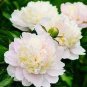 5 Pcs 'Yao Huang' Peony Seeds