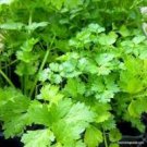 150 Pcs Coriander Heirloom Chinese Parsley