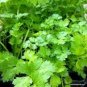 150 Pcs Coriander Heirloom Chinese Parsley