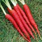 100 Pcs Atomic Carrot Seeds