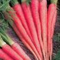 100 Pcs Atomic Carrot Seeds