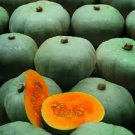 10 Pcs Crown Squash Seeds 10 Pcs Crown Squash Seeds