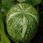 8 Pcs Heirloom Malabar Gourd Seeds, Original Pack