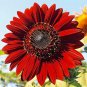 6 Pcs Sunflower Dark Red & Fresh Red Flower Seeds