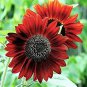 6 Pcs Sunflower Dark Red & Fresh Red Flower Seeds