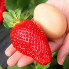 40 Pcs Giant Strawberry Oblate Red Fruit