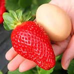 40 Pcs Giant Strawberry Oblate Red Fruit