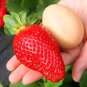 40 Pcs Giant Strawberry Oblate Red Fruit