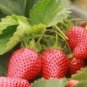 40 Pcs Giant Strawberry Oblate Red Fruit