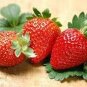 40 Pcs Giant Strawberry Oblate Red Fruit