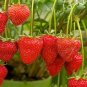 40 Pcs Bonai Giant Strawberry Seeds