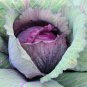 30 Pcs Heirloom Purple Cabbage Organic Vegetables Seeds