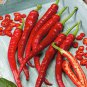 40 Pcs Pod Pepper Thin Red Green Long Chili Vegetable