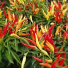 25 Pcs Ornamental Pepper Yellow Red Colorful Pod Chilli