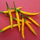 25 Pcs Pod Pepper Yellow Cluster of Hot Chili Vegetable 25 Pcs Pod Pepper Yellow Cluster of Hot Chili Vegetable