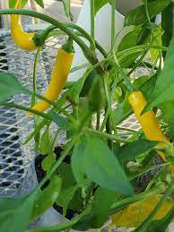 25 Pcs Pod Pepper Yellow Cluster of Hot Chili Vegetable