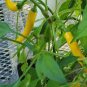 25 Pcs Pod Pepper Yellow Cluster of Hot Chili Vegetable