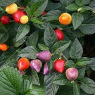 25 Pcs Bonsai 'Pearl' Pepper Chile Vegetables
