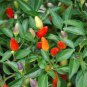 25 Pcs Bonsai 'Pearl' Pepper Chile Vegetables