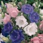 50 Pcs Canterbury Bells Mixed Perennial Flower