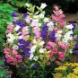 50 Pcs Canterbury Bells Mixed Perennial Flower
