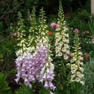 100 Pcs Digitalis Foxglove Excelsior Hybrids